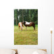 Horse Grazing Meadow Wall Mural