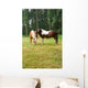 Horse Grazing Meadow Wall Mural
