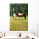 Horse Grazing Meadow Wall Mural