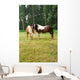 Horse Grazing Meadow Wall Mural