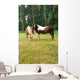 Horse Grazing Meadow Wall Mural