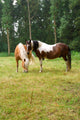 Horse Grazing Meadow Wall Mural
