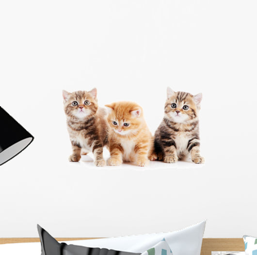 Little British Shorthair Kittens