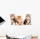 Little British Shorthair Kittens