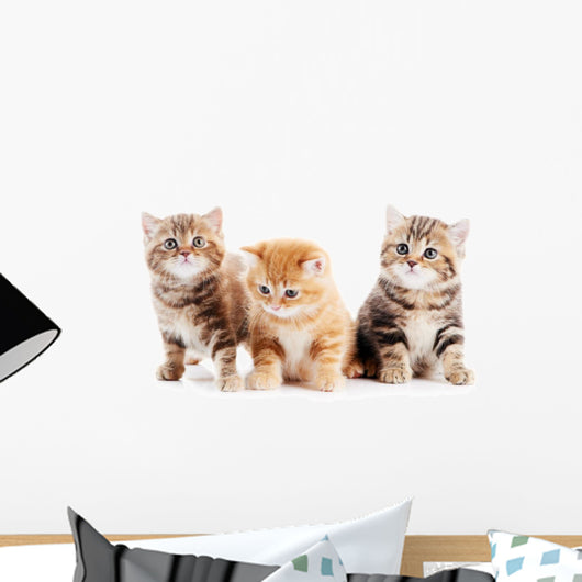 Little British Shorthair Kittens