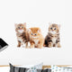 Little British Shorthair Kittens