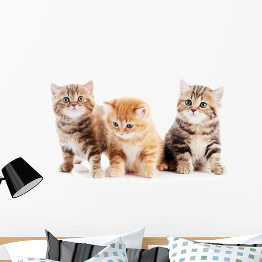 Little British Shorthair Kittens