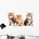 Little British Shorthair Kittens