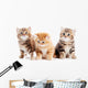 Little British Shorthair Kittens