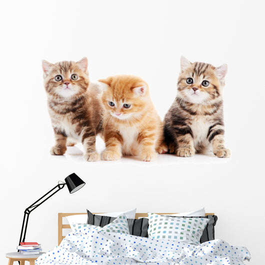 Little British Shorthair Kittens