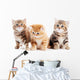 Little British Shorthair Kittens