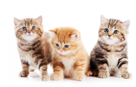 Little British Shorthair Kittens