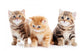 Little British Shorthair Kittens