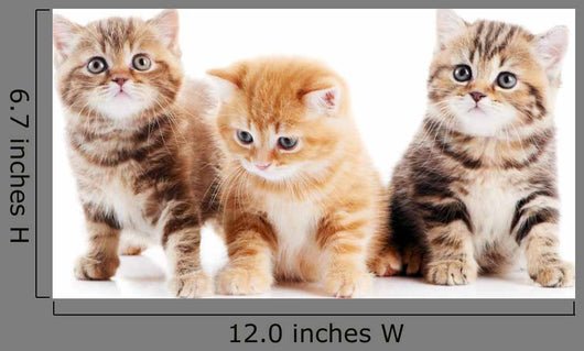Little British Shorthair Kittens