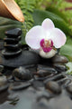 Orchid