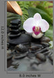 Orchid