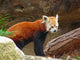 Red Panda Taronga Zoo