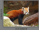 Red Panda Taronga Zoo