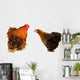 cock and  black hen Wall Decal