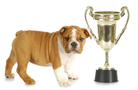 Puppy with Trophy