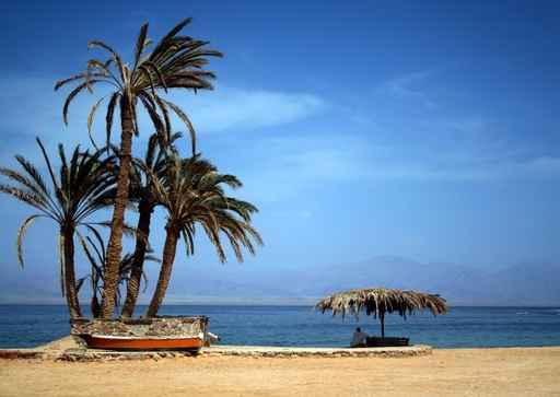 Palms Wall Decal