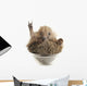 Hedgehog