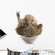 Hedgehog