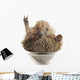 Hedgehog