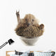 Hedgehog