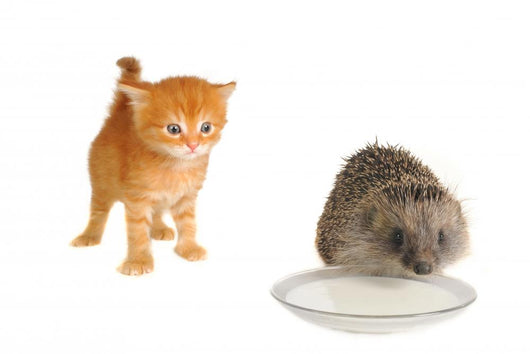 Hedgehog Wall Decal