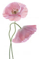 Two Pink Poppies Wall Decal
