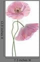 Two Pink Poppies Wall Decal