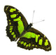 Yellow and Black Wall Decal
