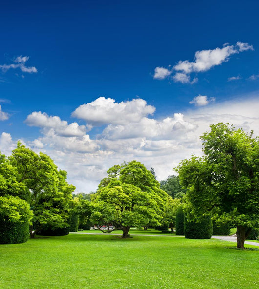 Beautiful Park Trees over