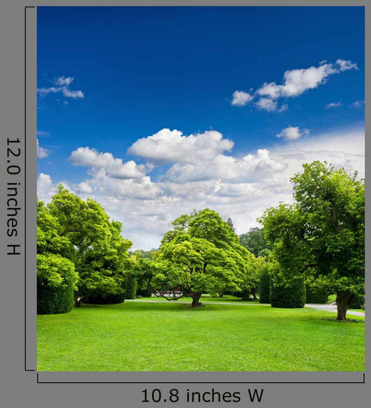 Beautiful Park Trees over