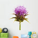 Inflorescence Milk Thistle