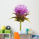 Inflorescence Milk Thistle