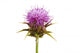 Inflorescence Milk Thistle