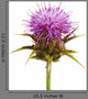 Inflorescence Milk Thistle