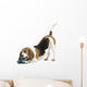 Beautiful Posture Beagle