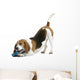 Beautiful Posture Beagle