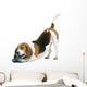 Beautiful Posture Beagle