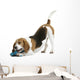 Beautiful Posture Beagle