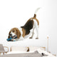Beautiful Posture Beagle