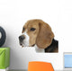 beautiful beagle portrait tender look Wall Decal