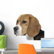 beautiful beagle portrait tender look Wall Decal