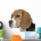 beautiful beagle portrait tender look Wall Decal