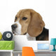 beautiful beagle portrait tender look Wall Decal