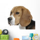 beautiful beagle portrait tender look Wall Decal
