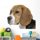 beautiful beagle portrait tender look Wall Decal